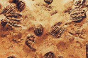 Topic Tuesday - Fossils